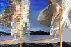 Digital Paintings Transfiguring 2019