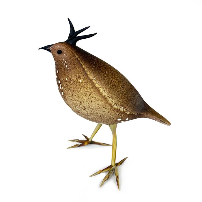 SHANE FERO Another Type of Quail