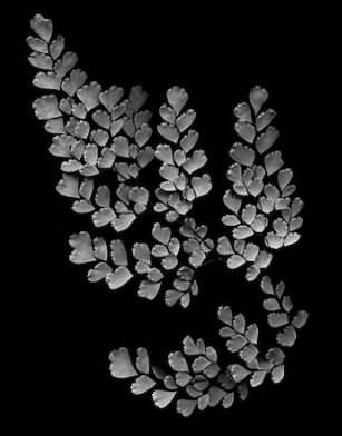JOHN DICKSON Maidenhair Fern