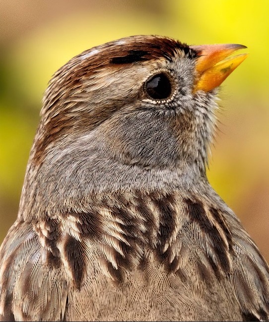 Birds in a Bush _633 - Gary Gruber