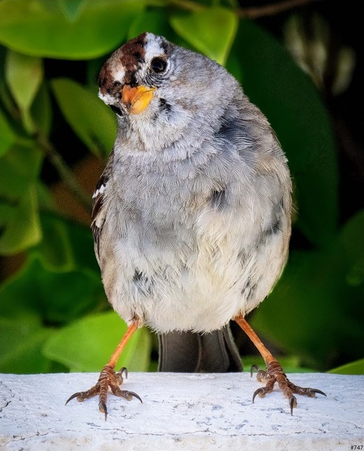 Birds in a Bush _747 - Gary Gruber