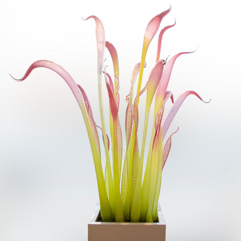 Pink Blossom - Jesse Kelly