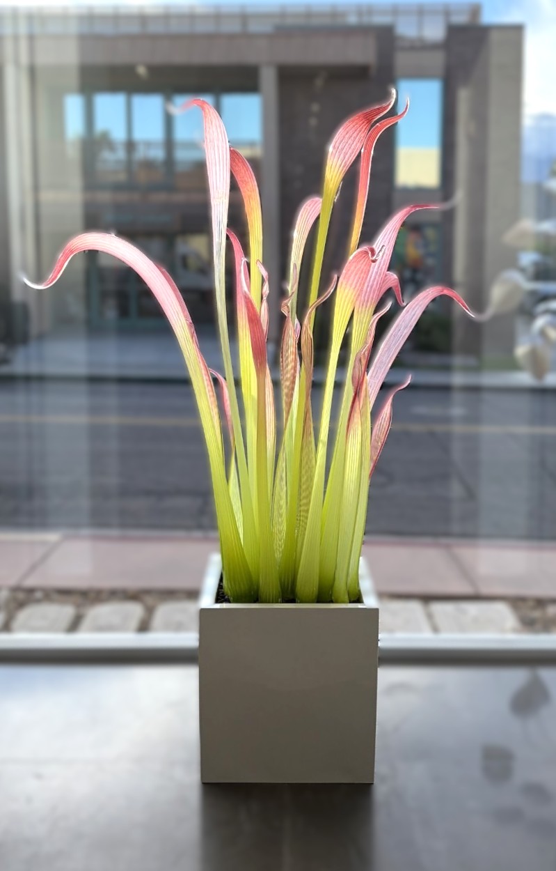 Pink Blossom - Jesse Kelly