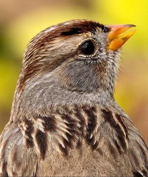Gary Gruber Birds in a Bush _633