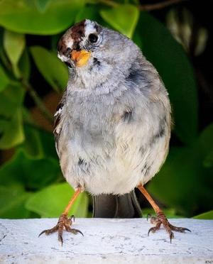 Gary Gruber Birds in a Bush _747