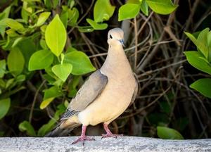 Gary Gruber Birds in a Bush _778