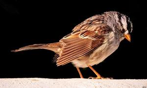 Gary Gruber Birds in a Bush _831