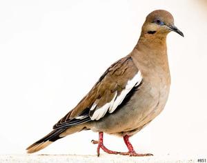 Gary Gruber Birds in a Bush _851