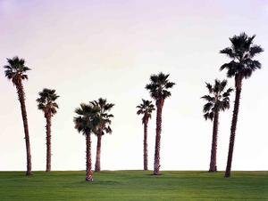 Gary Gruber Palm Trees on Golf Course