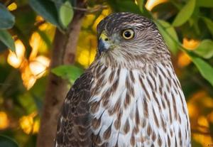 Gary Gruber Hawks _29