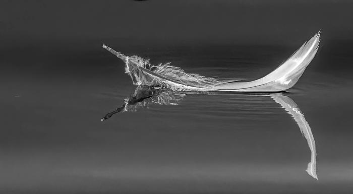 Adrift (Feather) - Arthur Larsen