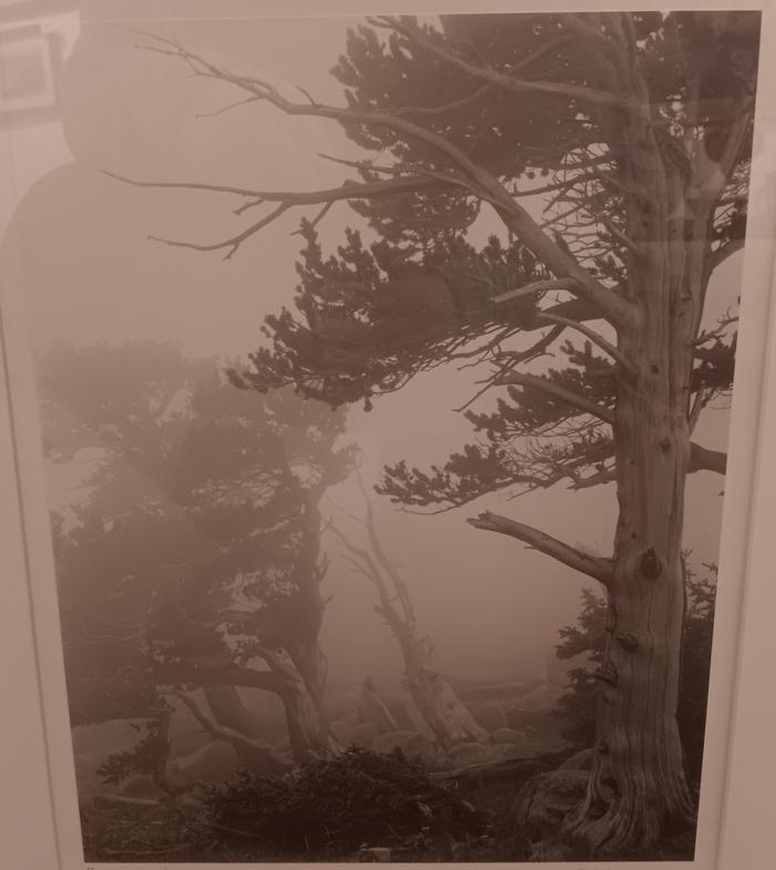 Bristle Cone Pine - TK Thompson