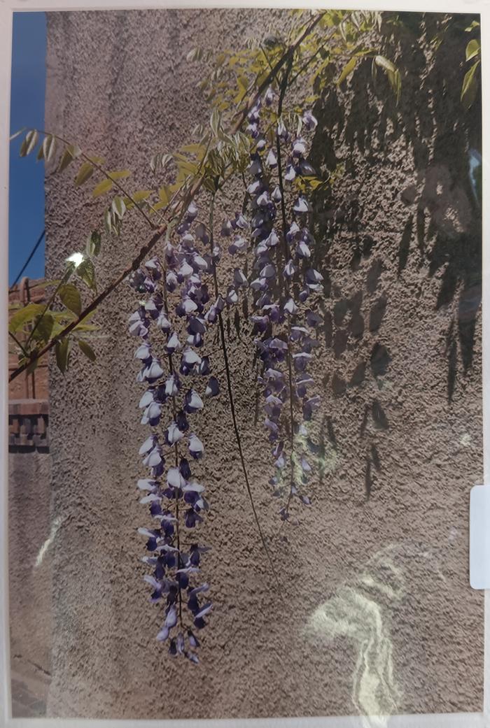 Flowers against Adobe - Jeanne Bowles