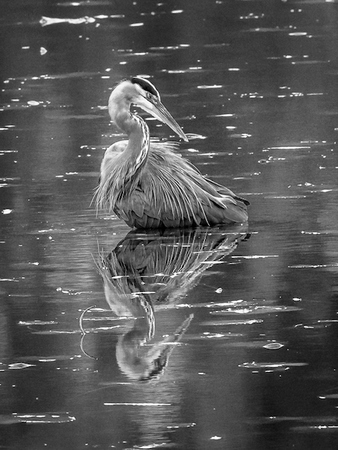 Heron Reflection Two - Arthur Larsen