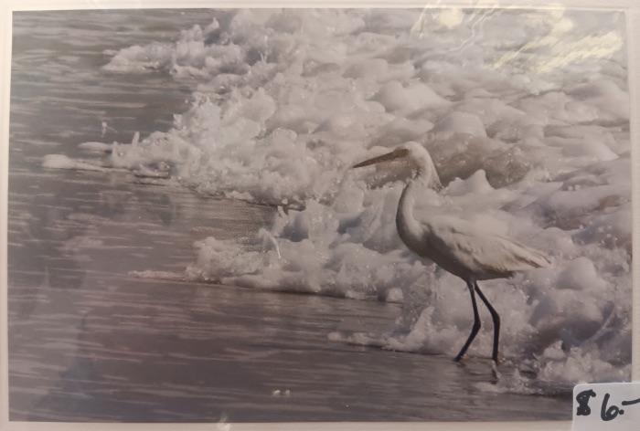 Waiting Bird - Jeanne Bowles