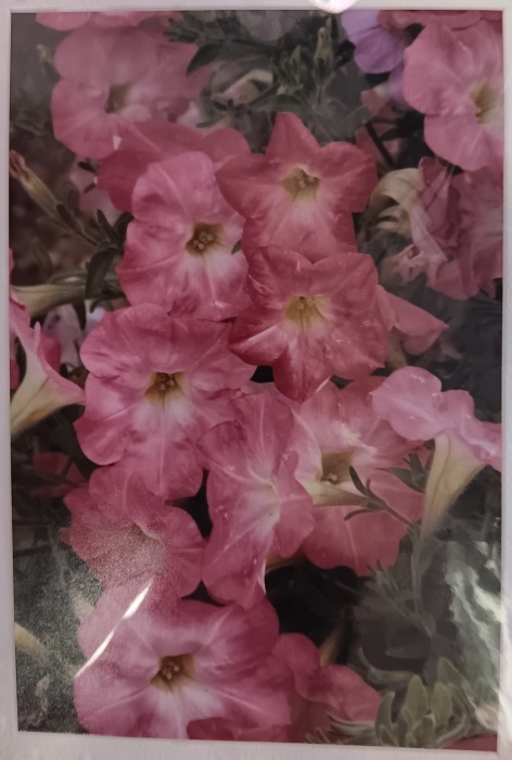 Profusion of Pink - Jeanne Bowles