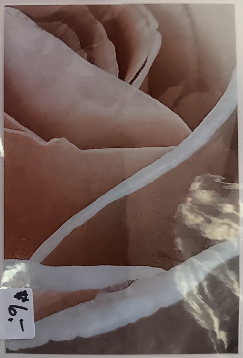 Rose Close-Up - Jeanne Bowles