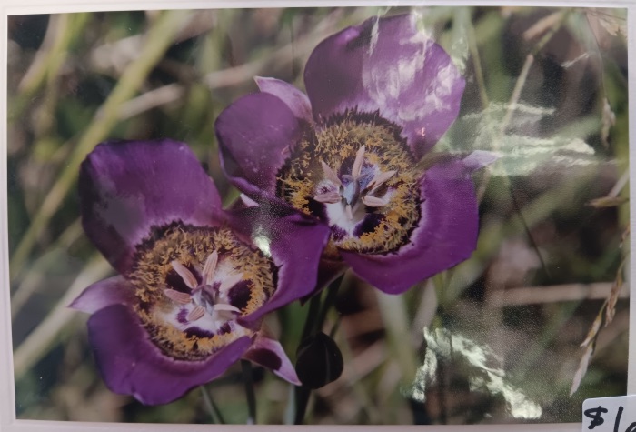 Sega Lilies - Jeanne Bowles