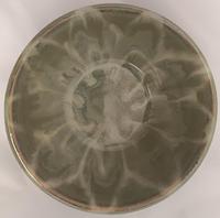 Tamara Massong 4-16-25-05 Misty Greens_ Sm Bowl