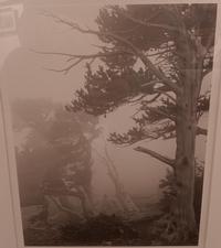 TK Thompson Bristle Cone Pine