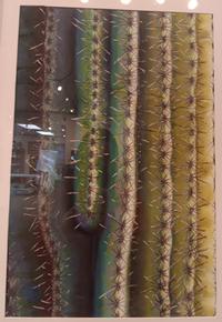 Jenna R Garcia Daylight Saguaro