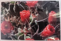 Jeanne Bowles Cactus Flowers