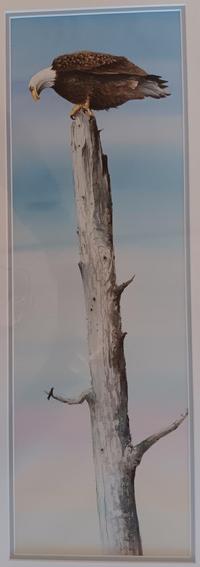 Secundino Sandoval Eagle on Tree