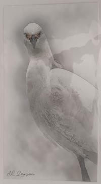 Arthur Larsen Egret Stare B - 2022