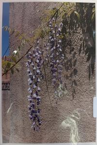 Jeanne Bowles Flowers against Adobe