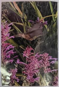 Jeanne Bowles Hummingbird