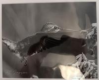 Arthur Larsen Hummingbird