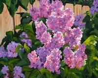 Karen E Wray Lilac Bush in Bloom