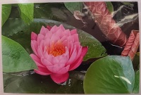 Jeanne Bowles Lily Pad