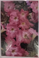 Jeanne Bowles Profusion of Pink