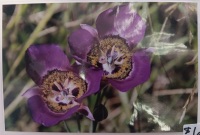 Jeanne Bowles Sega Lilies