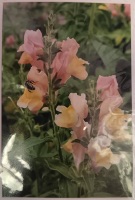 Jeanne Bowles Snapdragons