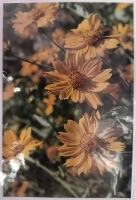 Jeanne Bowles Summer Wildflowers