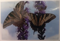 Jeanne Bowles Two Butterflies