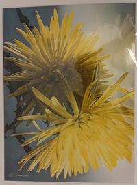 Arthur Larsen Yellow Spring