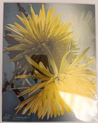 Arthur Larsen Yellow Spring