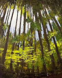 Looking Through the Pines