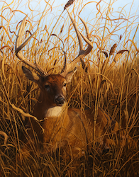 Switchgrass and Sorghum