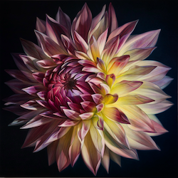 Dahlia Series _20