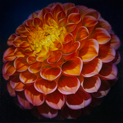 Dahlia Series _23