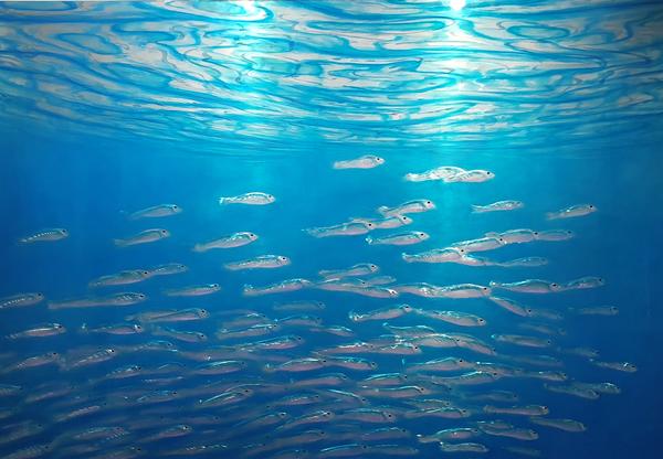 David Ardley Artist - David Ardley