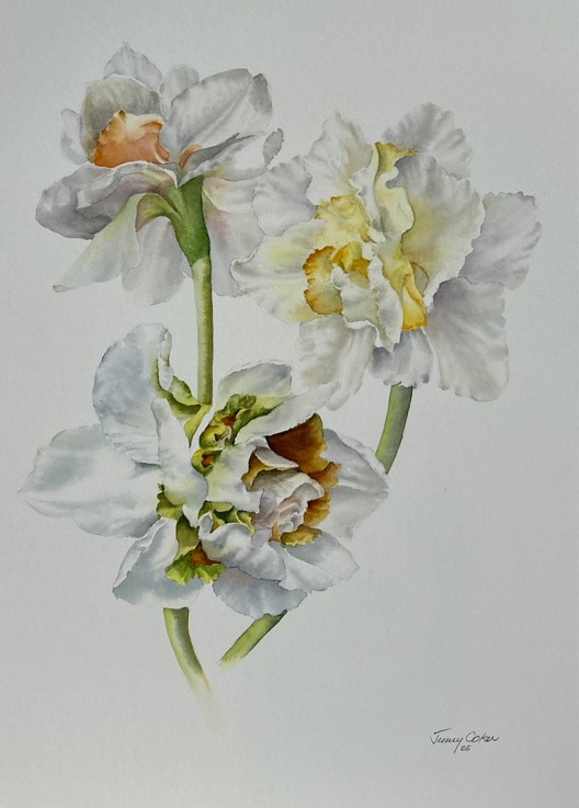Narcissus 1 - Jenny Coker