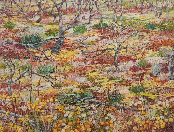 High Country Wildflowers - Nat Ward