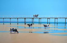 Andrew Baines Without Their Dreams_ Dairy Cows Have Nothing
