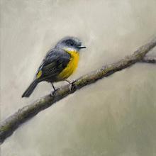 Eastern Yellow Robin 2