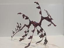 Leafy Seadragon